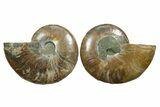 Cut & Polished, Agatized Ammonite Fossil - Madagascar #348996-1